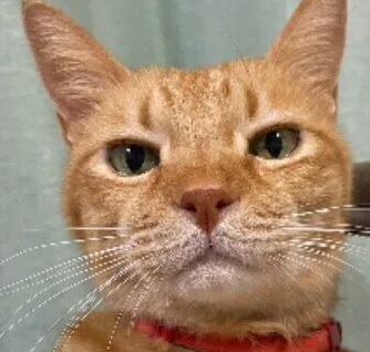 고양이가 조심해야 할 채소·과일과 그 이유