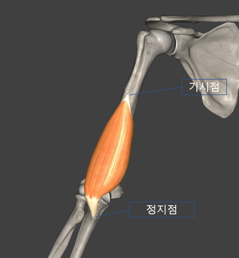 위팔근(상완근/ Brachialis)의 기시점 과 정지점