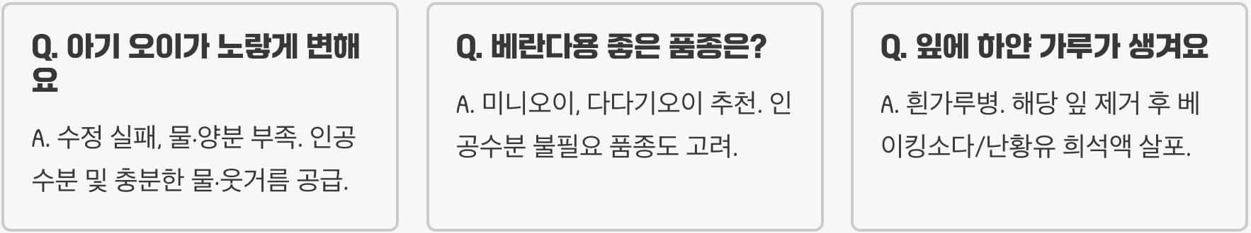 아파트 베란다에서 오이꽃 키우기, 덩굴 관리부터 열매 맺기까지 A to Z