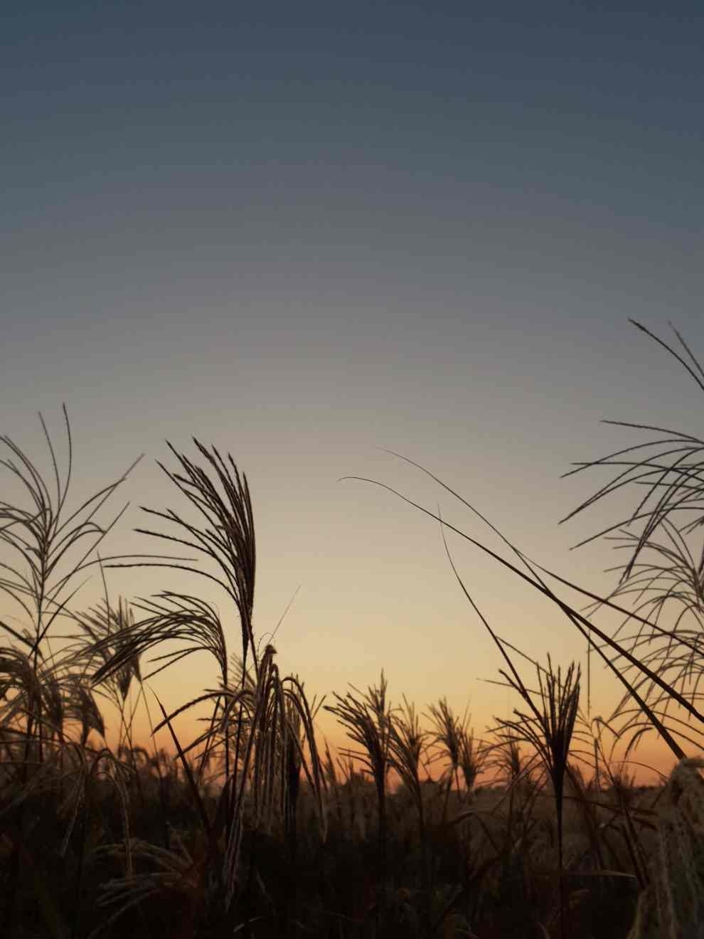 하늘공원억새축제