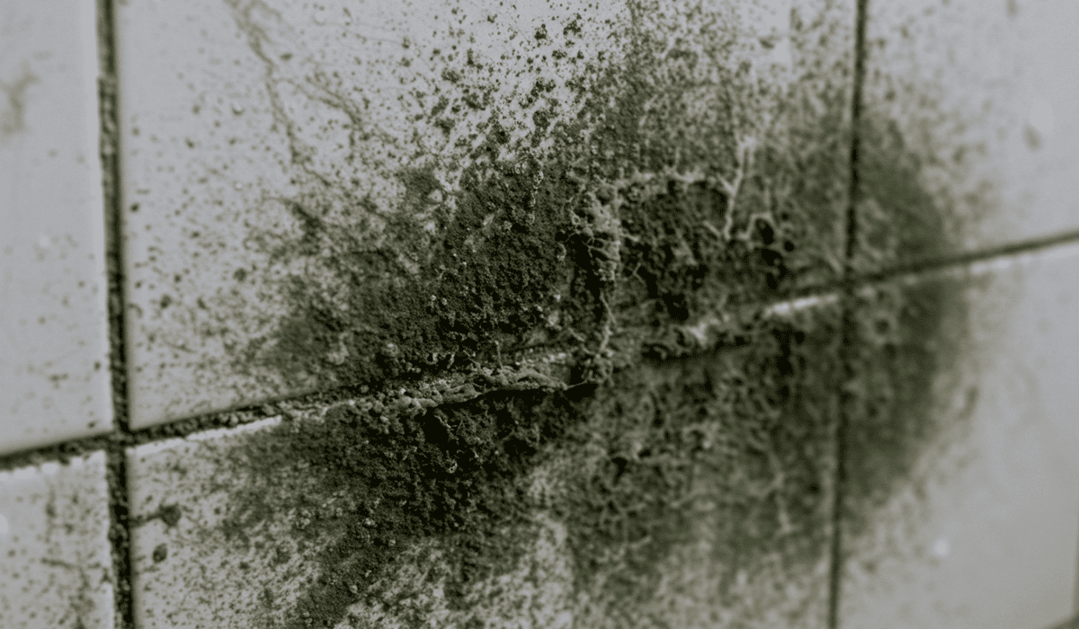 베란다_곰팡이_제거법_13