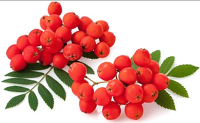 마가목 열매 사진