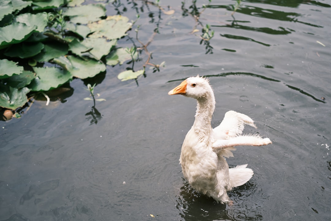 Han Duck-soo