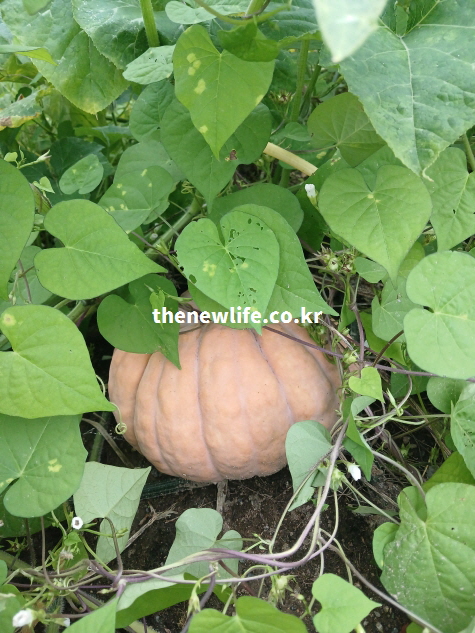 늙은 호박 효능의 혈관·혈압 관리 보조를 설명하기 위해서 밭에서 자연 상태로 자라고 있는 늙은 호박 실물 사진