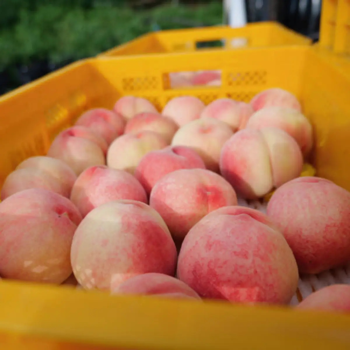 생방송투데이 영천 복숭아