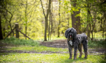 숲과 티베탄테리어.