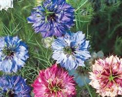 니겔라 꽃 이미지 사진