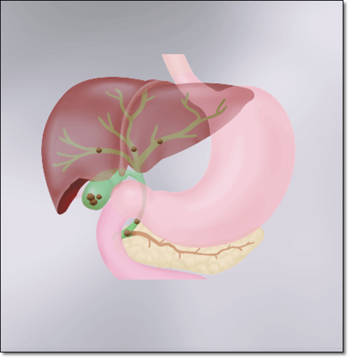 글루카곤 기능 및 효능 글리코겐과 차이점