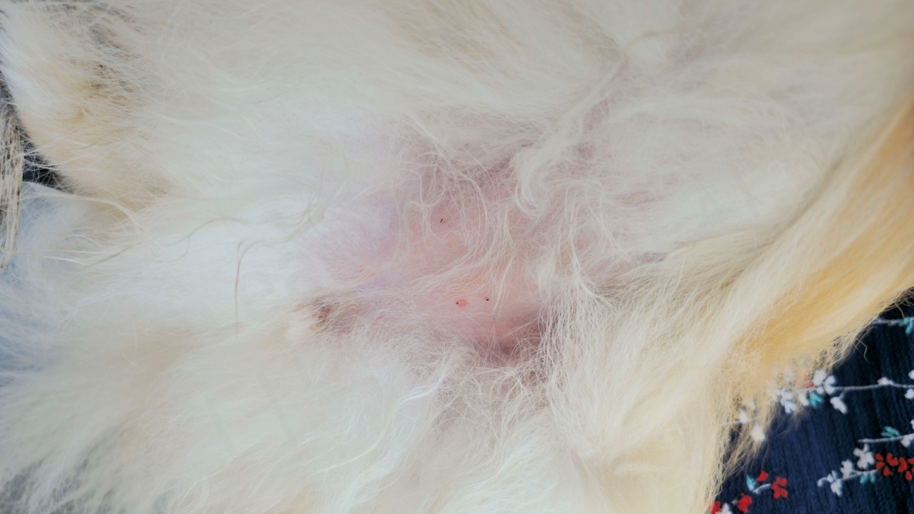 강아지 진드기 물림 후 뾰루지