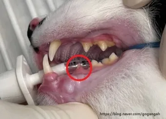 "고양이