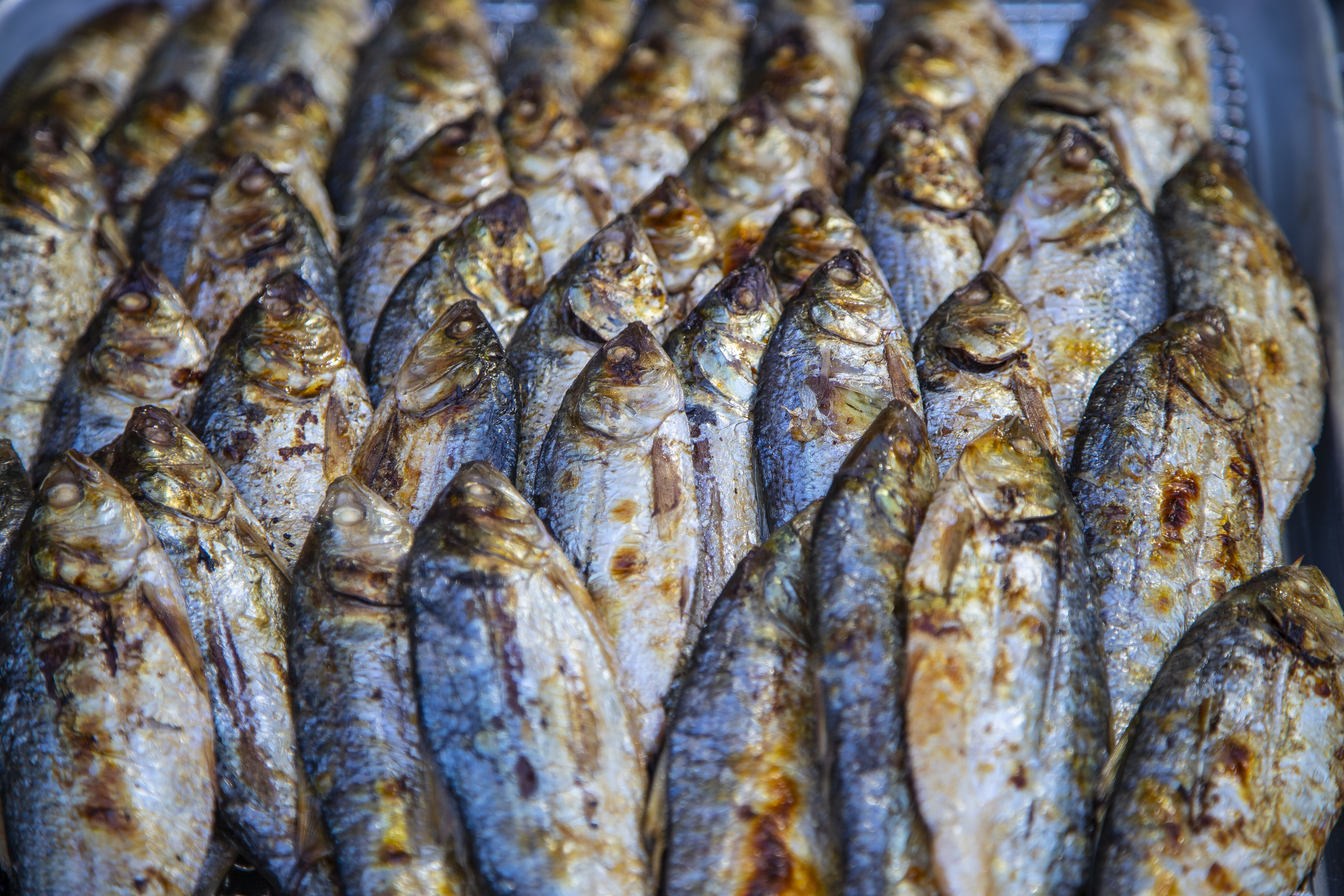 전어란 어떤 생선 인가요