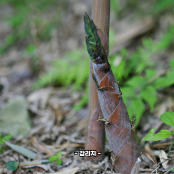 죽순 삶는법