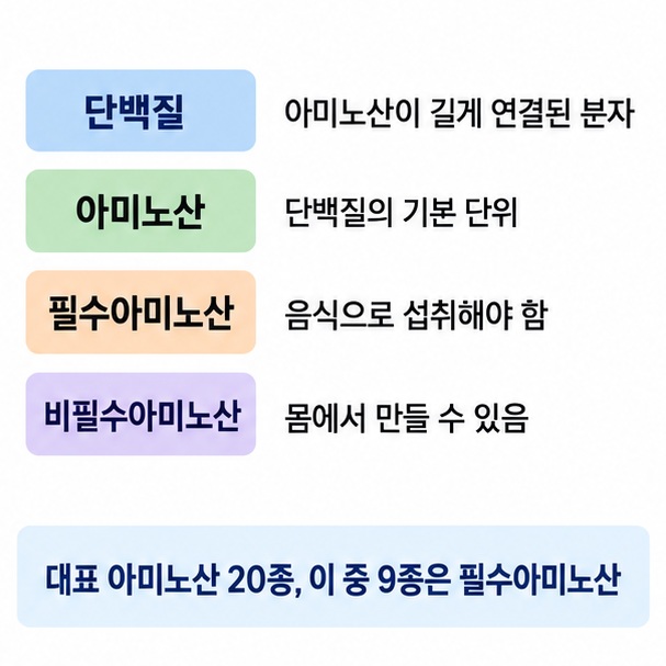 단백질은 아미노산이 연결된 분자이고 필수아미노산과 비필수아미노산으로 나뉜다는 구조를 설명한 이미지