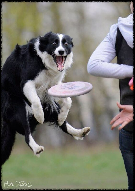 강아지 운동: 반려견의 건강과 행복을 위한 올바른 운동 방법