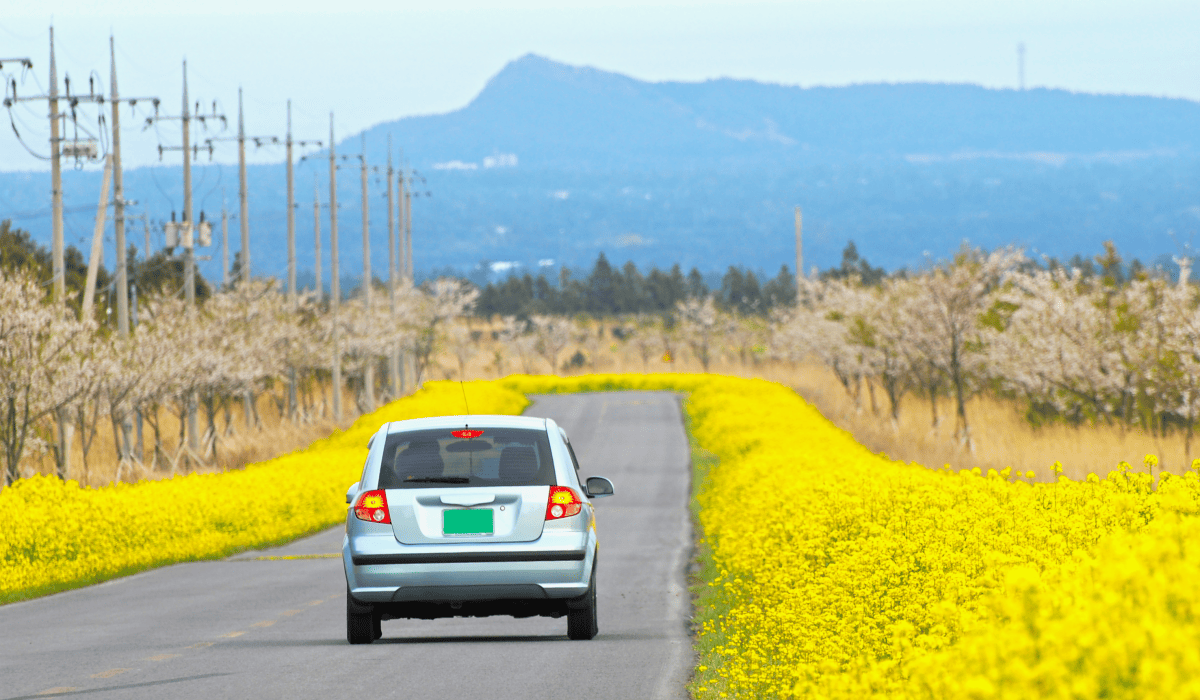 제주렌트카비교사이트_4
