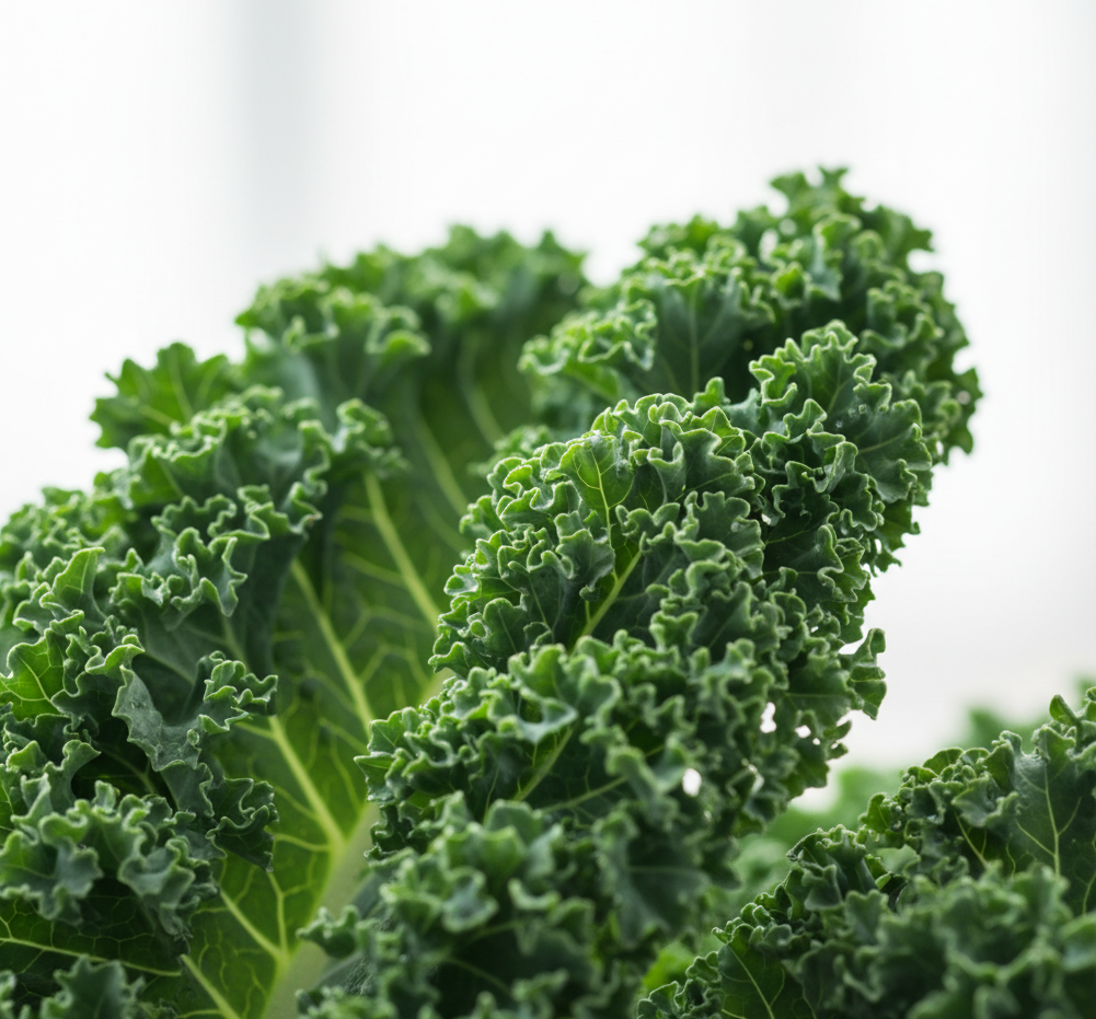 컬리케일 신선한 잎 사진