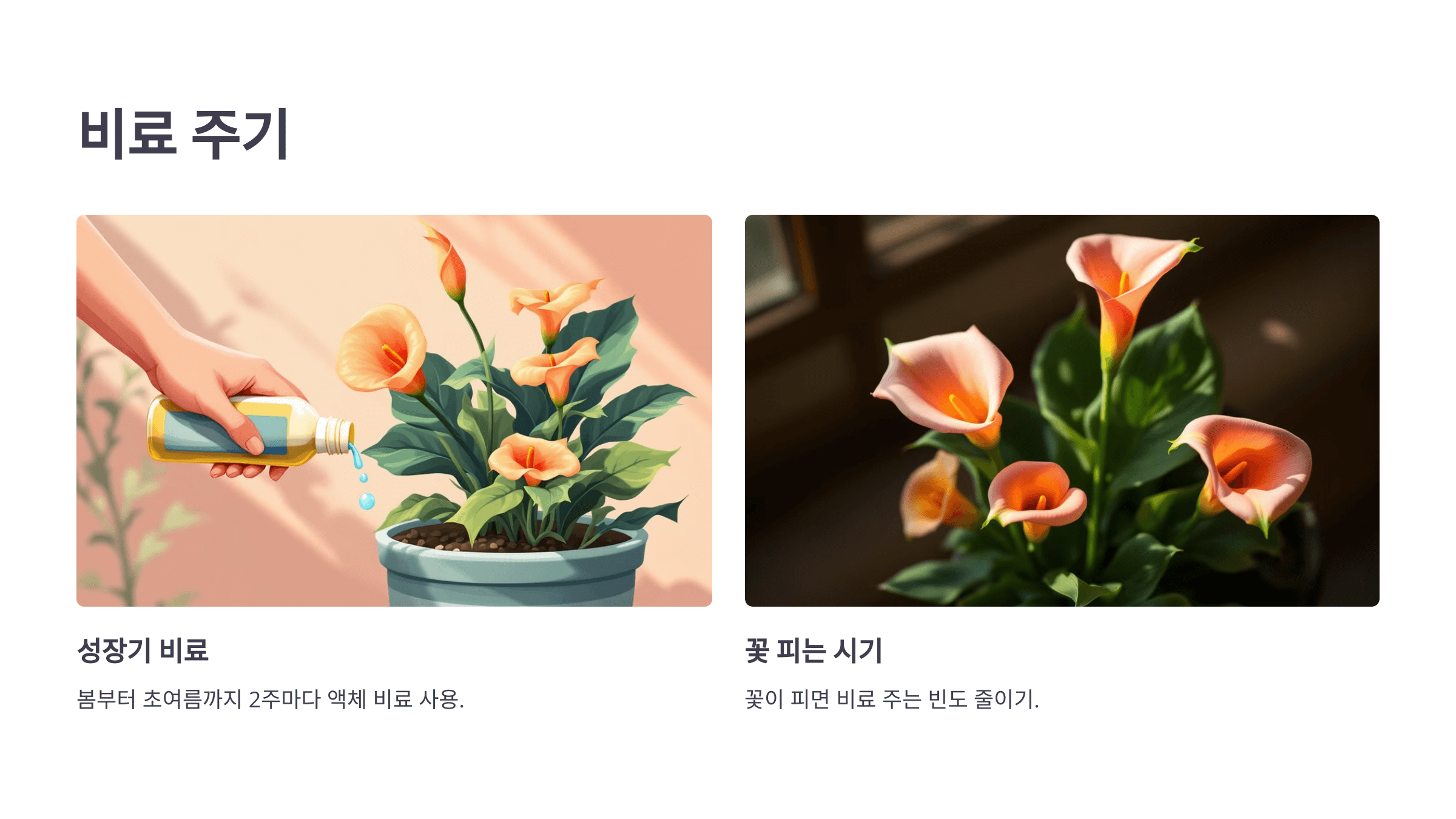 카라꽃 사진입니다.