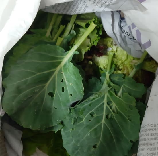 케일-보관-방법