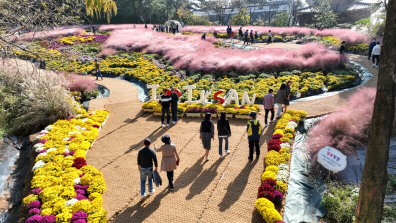 제22회 익산 천만송이 국화축제 2025 : 일정·프로그램·볼거리 총정리