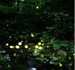 화담숲 프로그램