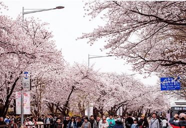 봄꽃축제, 벚꽃축제, 튤립축제, 유채꽃축제, 2025봄여행, 국내여행추천, 꽃놀이, 서울벚꽃, 제주벚꽃, 봄나들이