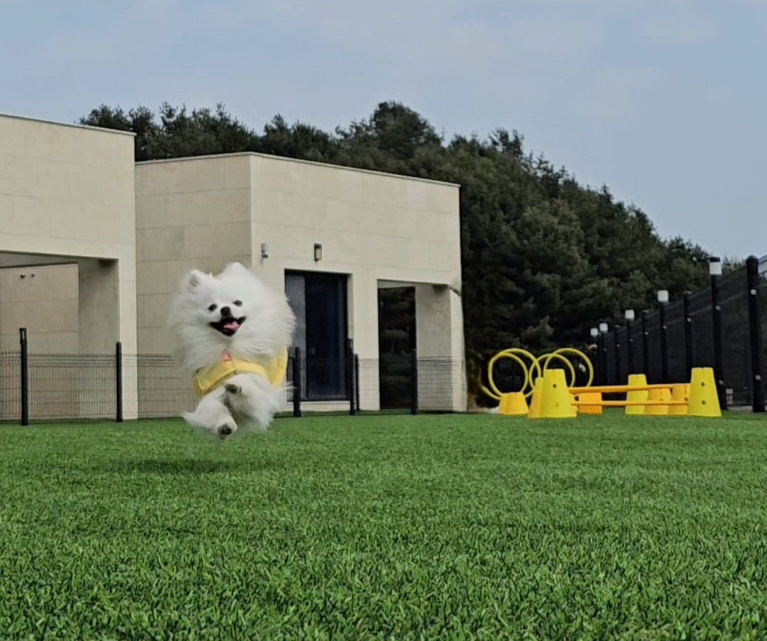 운동장에서 뛰어노는 하콩