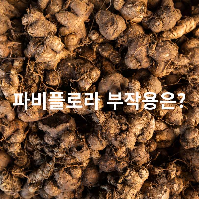 파비플로라 효능과 부작용 총정리! 다이어트에 정말 효과 있을까?