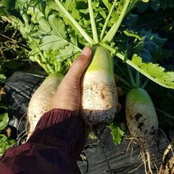 무 재배 솎아주기 토양 소독 비닐 멀칭_10