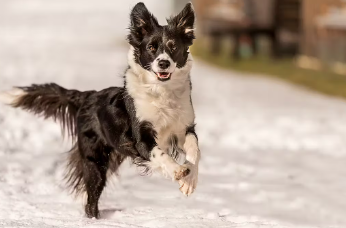 개가 머리와 꼬리를 흔드는 이유는?