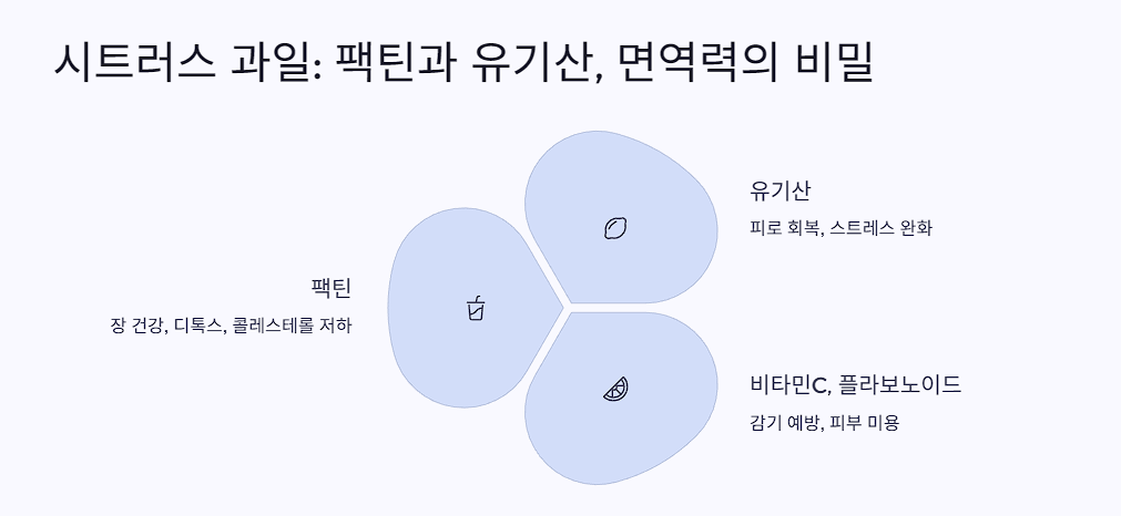시트러스 과일(귤, 오렌지, 자몽): 팩틴과 유기산, 면역력의 비밀