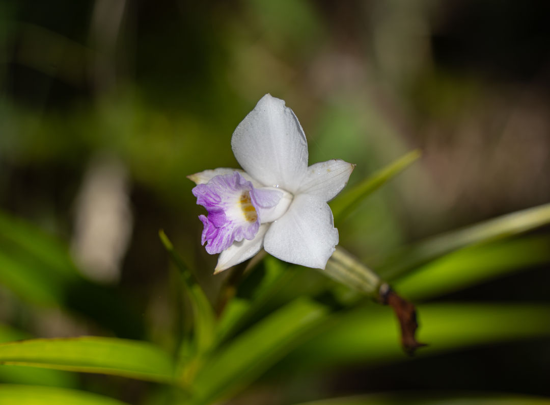 데바스테이션 트레일 꽃