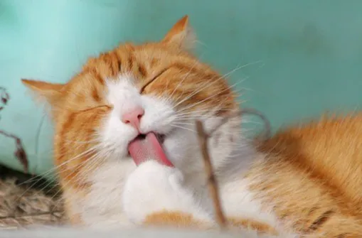 고양이가 발 핥는 이유_1