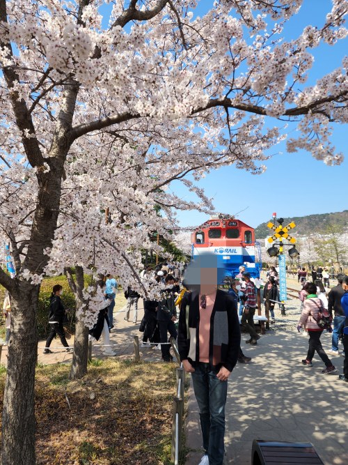 진해 경화역 벚꽃길