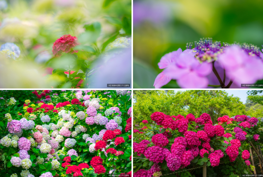 부산 태종대 수국 명소 완전 정복! 개화시기부터 수국축제, 포토존까지