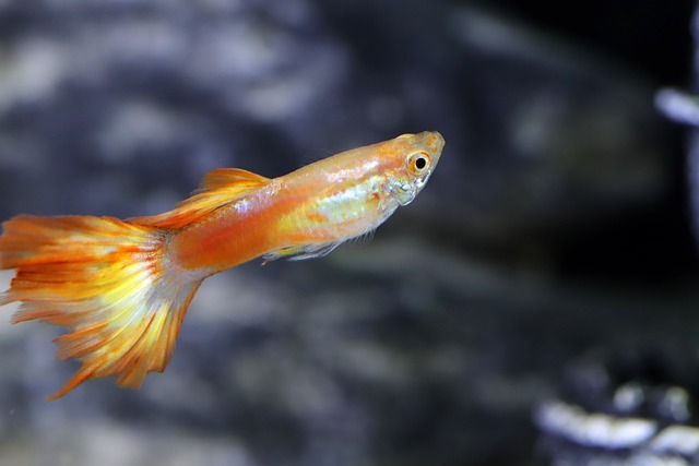 쉽지만 어려운 구피 이미지