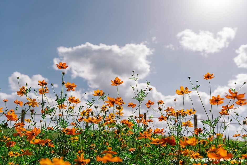 가을 여행지 코스모스 꽃구경 추천 장소