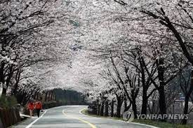 화개장터 벚꽃축제 축제
