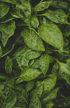 봄 향기 가득한 주말 여행 마무리: 대구 인근 쑥떡 전문점 투어 가이드