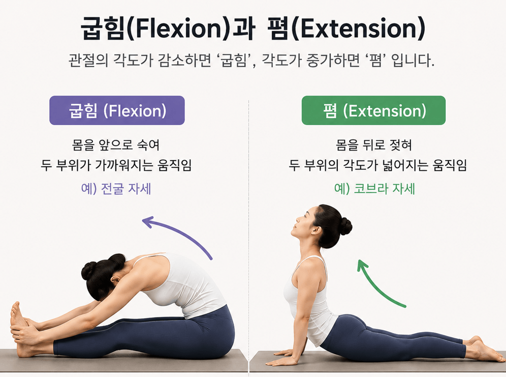 요가 해부학으로 이해하는 관절의 움직임: 요가 자세를 읽는 가장 기본적인 언어