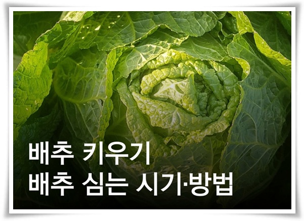 텃밭 "8월, 김장 배추 심으세요!" 올 가을 김장은 지금부터!