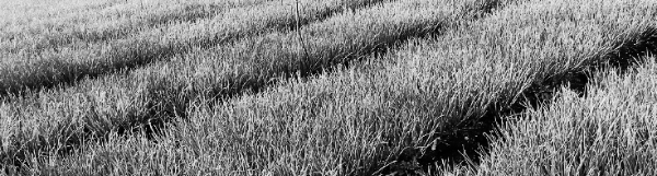 쪽파 수확시기: 쪽파 종자 수확시기