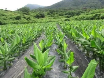 강황 재배 따뜻한 온도 보온 피복 수확 건조_30