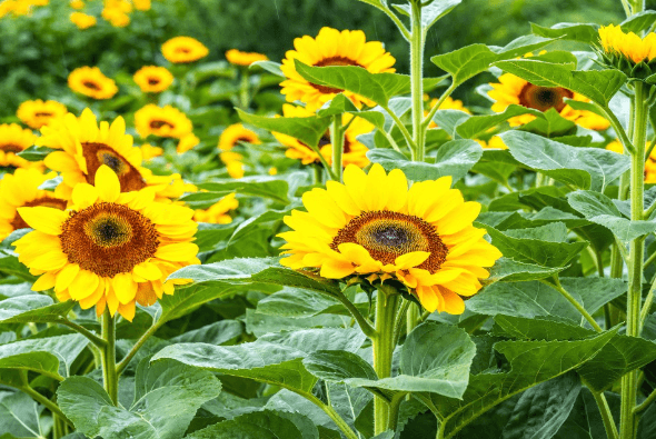 강주 해바라기 축제
