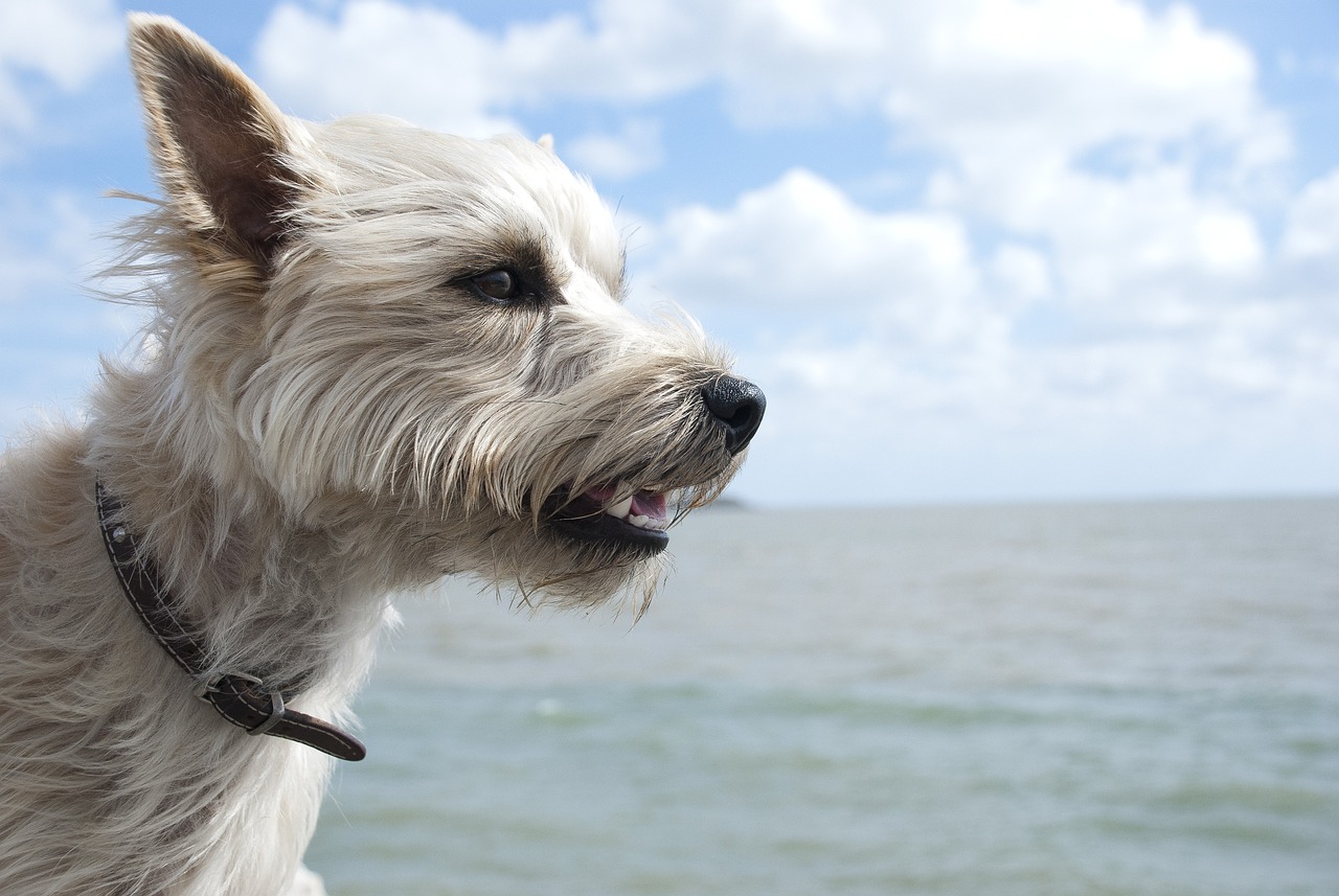 케언 테리어(Cairn Terrier)5