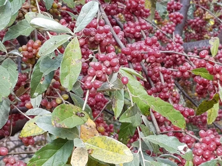 보리수나무 재배 전정 관리 착과 유도 열매 활용_9
