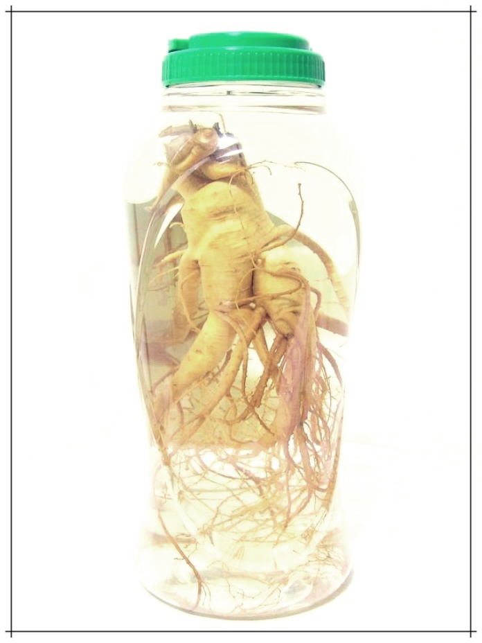 인삼주의 효능, 담그는 방법, 부작용 총정리