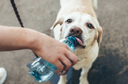 물마시는 강아지