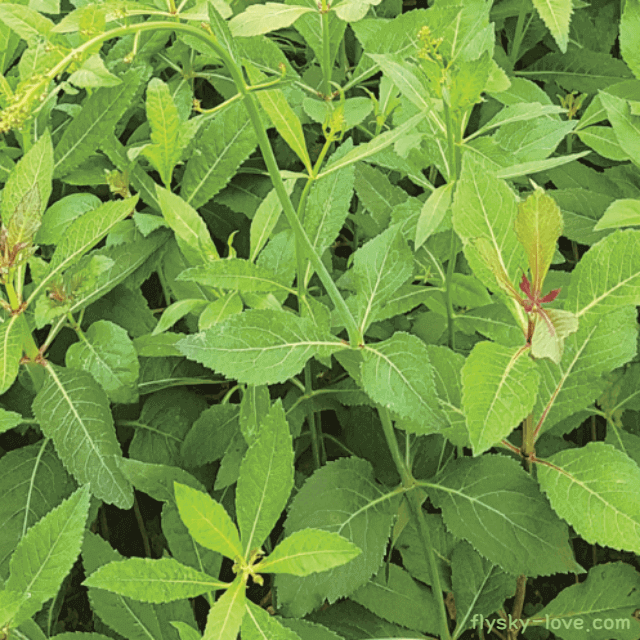 해독 작용이 뛰어난 잔대