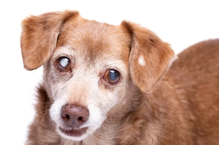 강아지 백내장사진/출처:어도비스톡