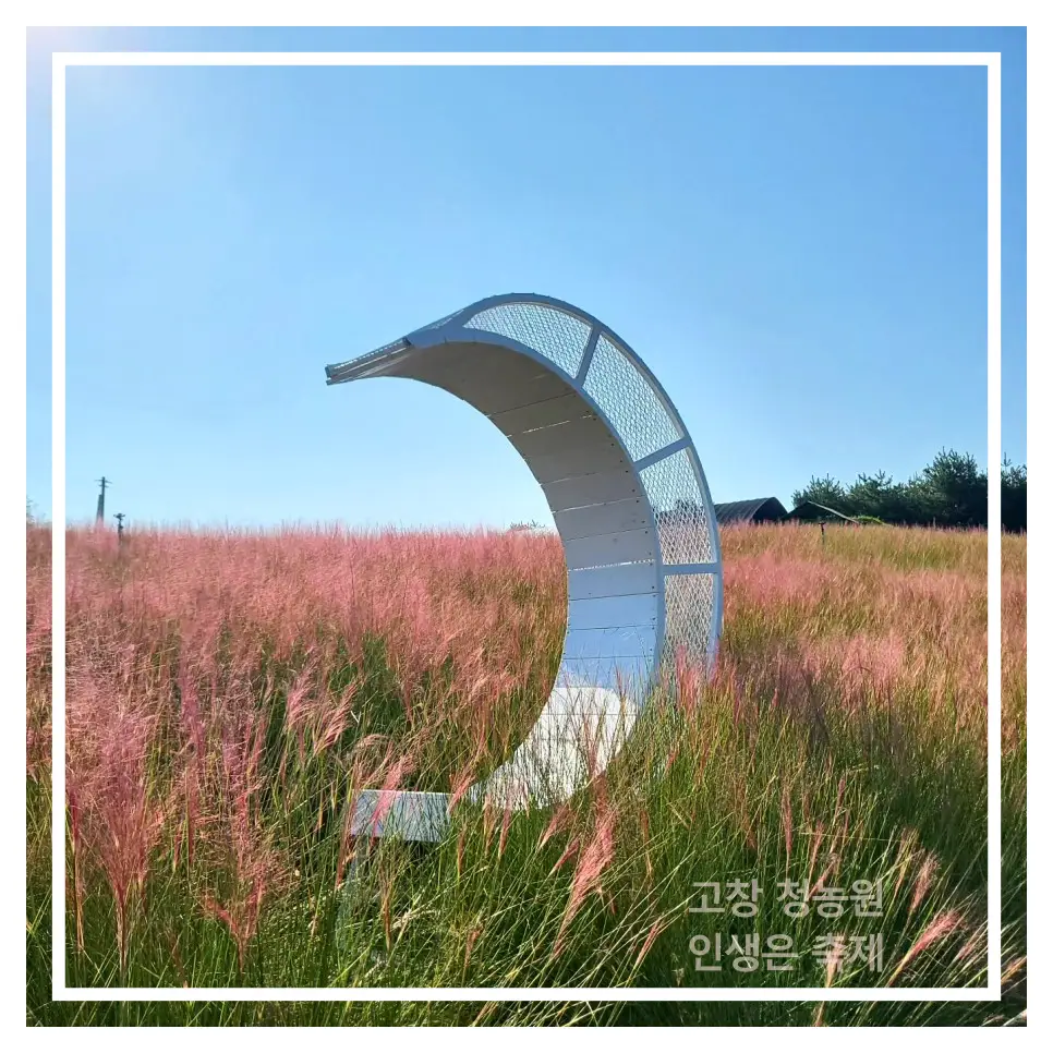 고창 핑크뮬리축제 청농원